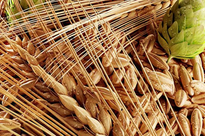 啤酒原料麥芽--豪魯啤酒設備供應商 啤酒原料麥芽--豪魯啤酒設備供應商